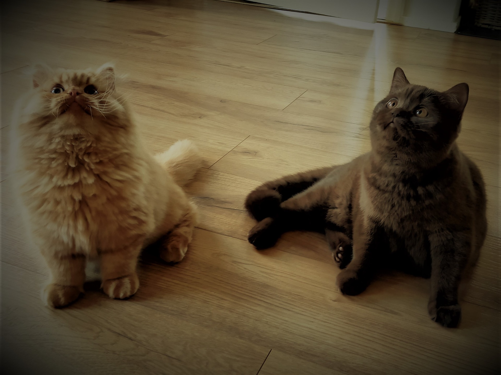 Blog Sunshine Cattery Ucluelet